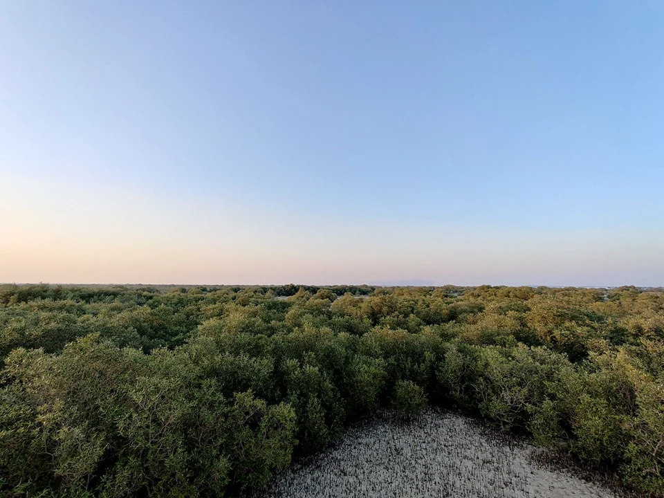 Mangrove trees and tidal water seen from the viewing deck at Mangrove National Park, Abu Dhabi