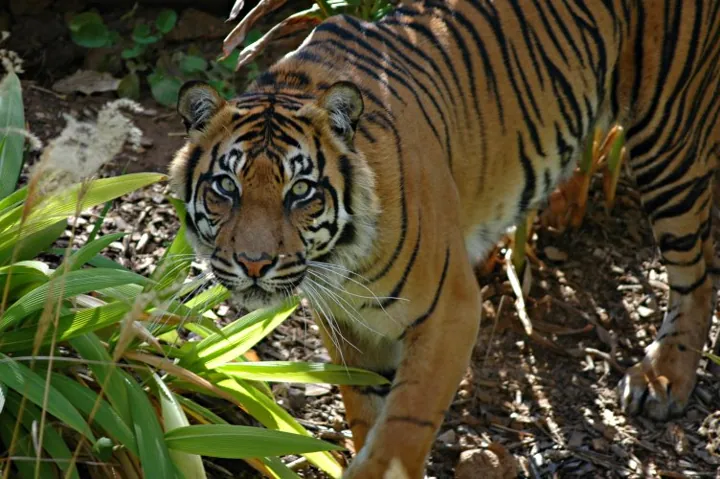 Adelaide Zoo in Adelaide