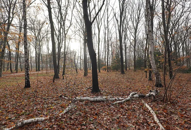 Tiergarten (park)