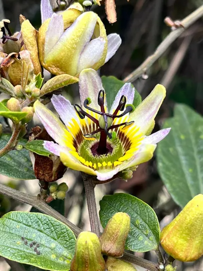 José Celestino Mutis botanical garden in Bogota