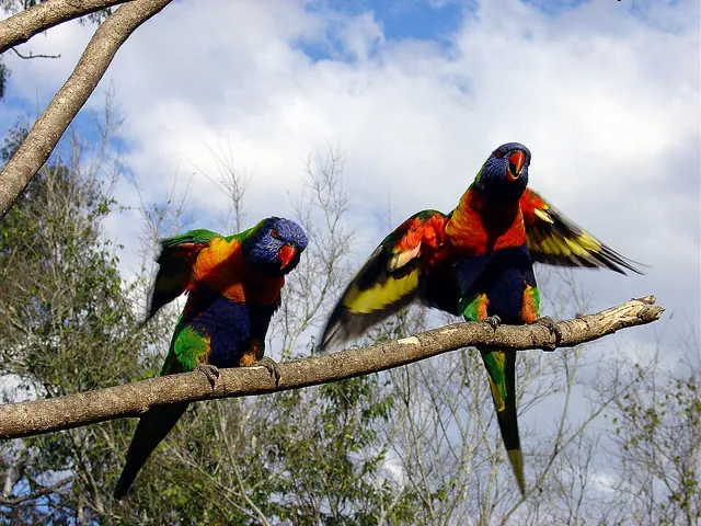 Lone Pine Koala Sanctuary