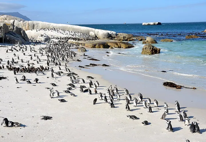 Boulders Beach in Cape Town