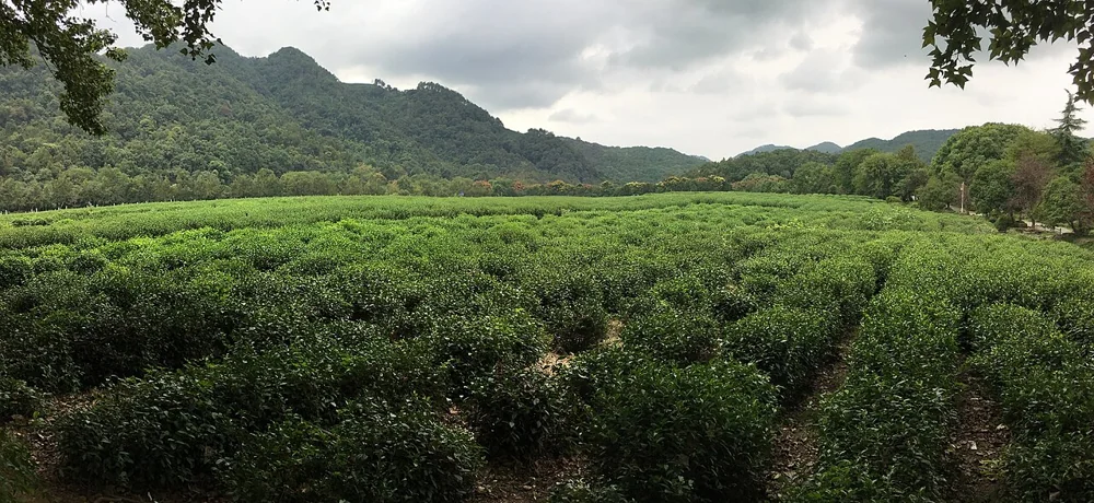 China National Tea Museum in Hangzhou