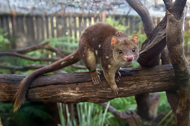 Bonorong Wildlife Sanctuary in Hobart