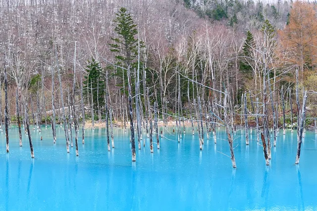 Biei’s Blue Pond in Hokkaido, Japan