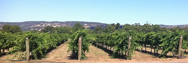 Swan Valley (Western Australia) in Perth