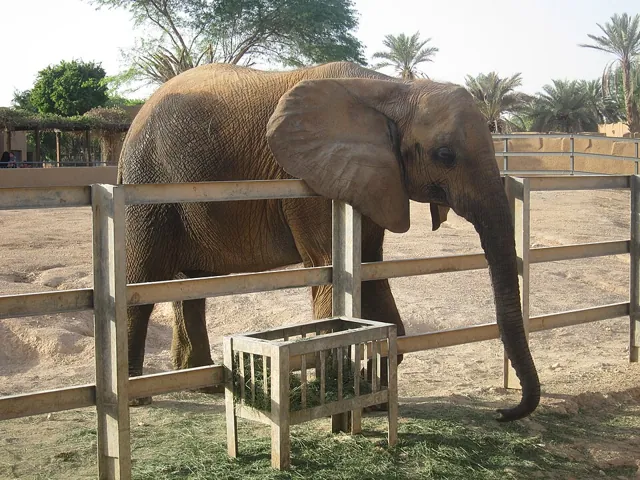 Riyadh Zoo